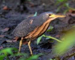 Bird watching is also suitable in parks having mor Bird watching is also suitable in parks having more than 500 species of birds like brown-cheeked hornbill, yellow-casqued hornbill, hammerkop, and De